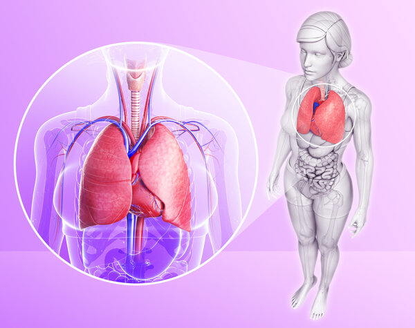 Анатомия легких человека
