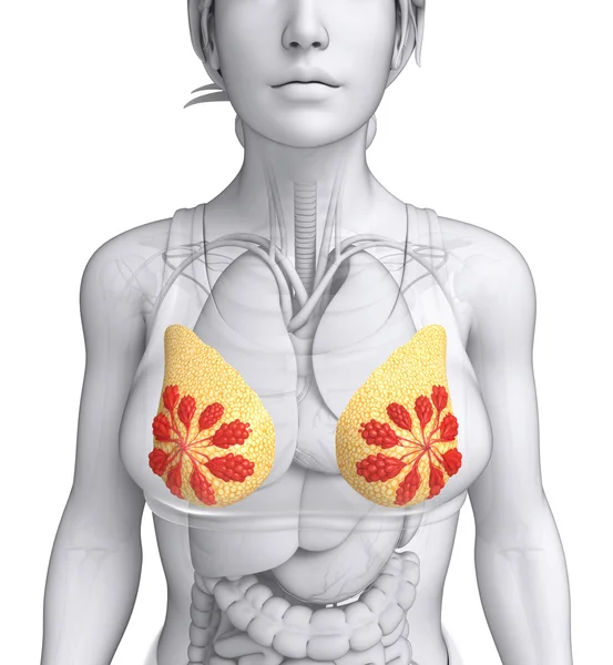 Female breast artwork — Stock Photo, Image