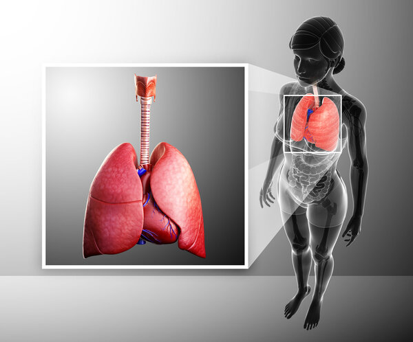 Анатомия легких человека
