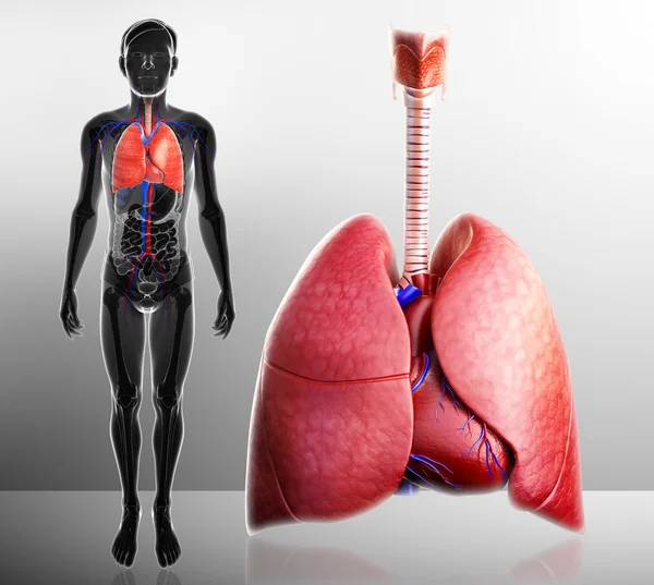 Anatomía pulmonar humana —  Fotos de Stock