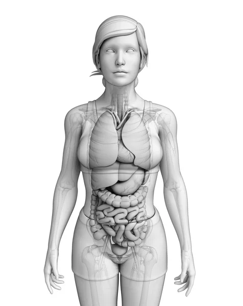 Digestive system of female anatomy — Stock Image Digestive system of female anatomy Stock Picture