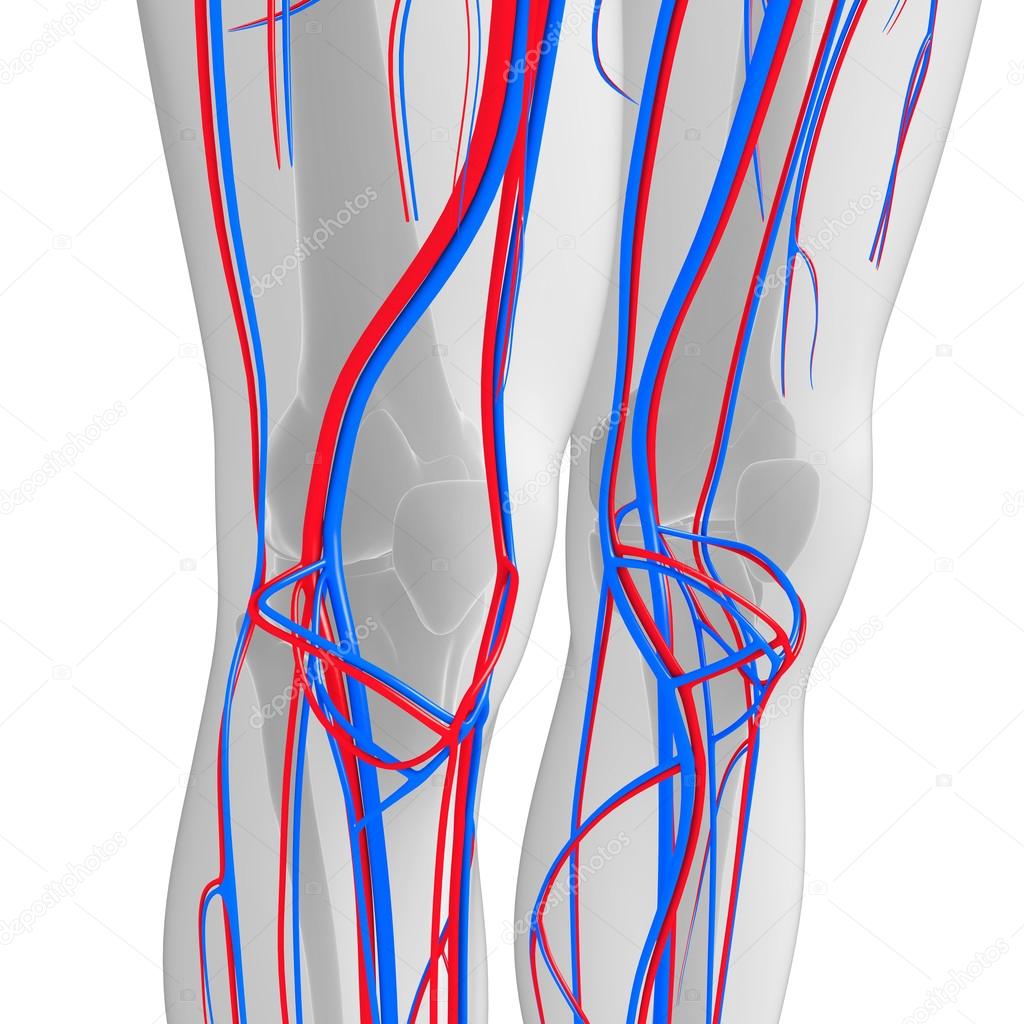 Knee circulatory system