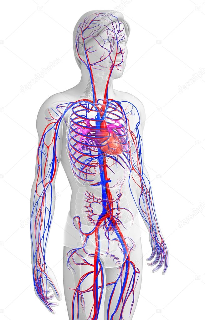 Male circulatory system