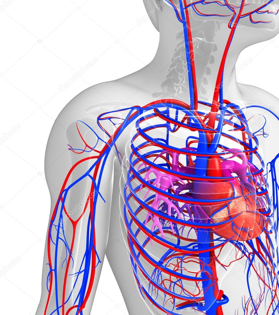 Male heart circulatory system