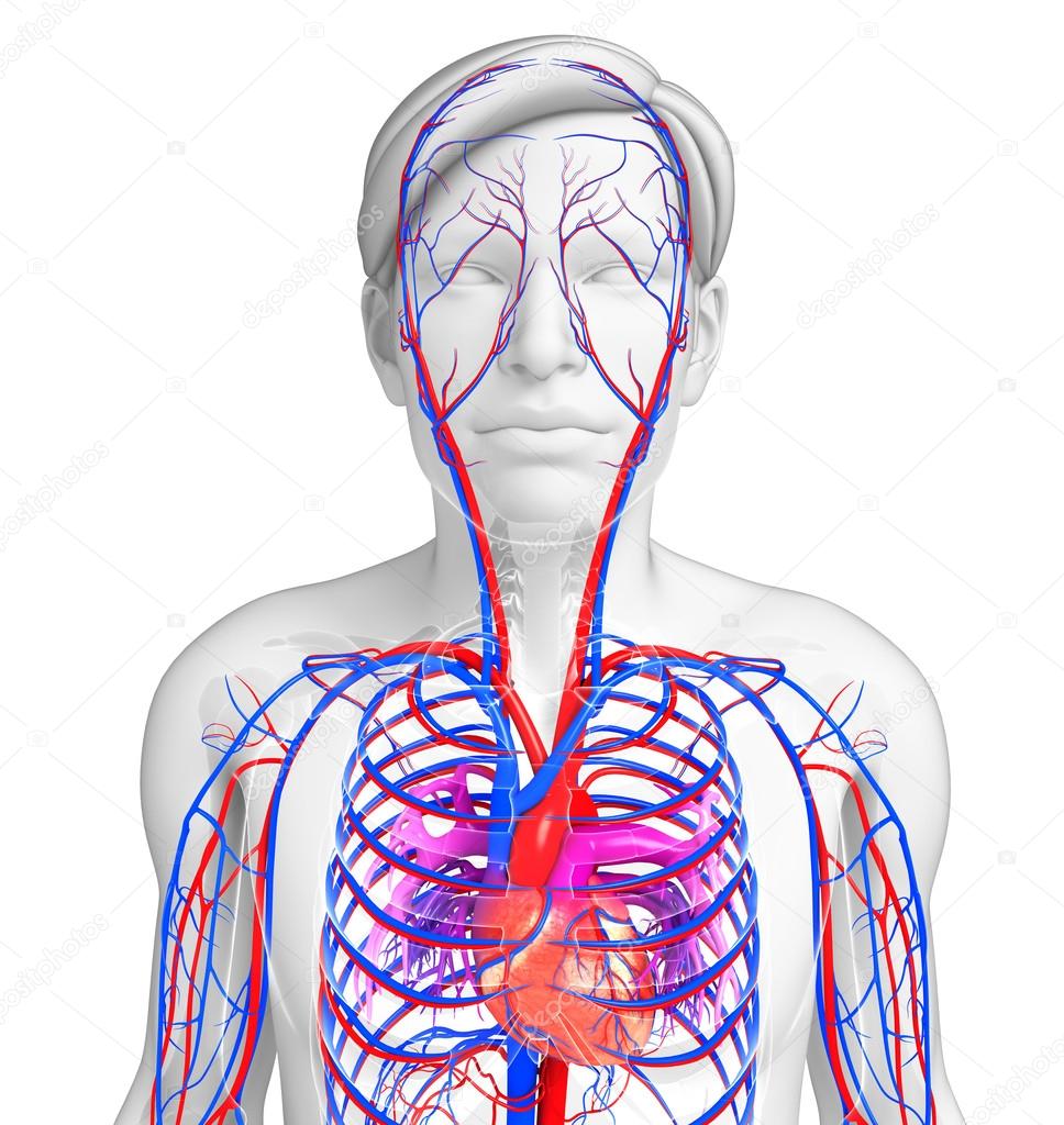 Male heart circulatory system
