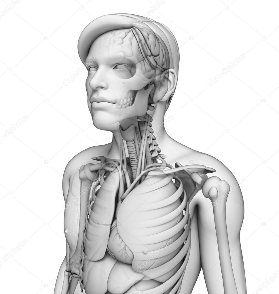 Human body respiratory system