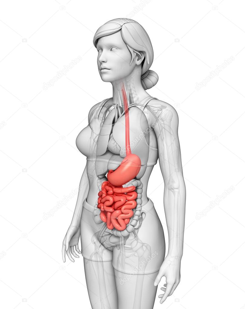 Small intestine anatomy of female