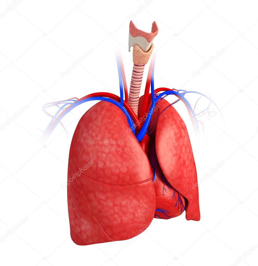 Male lungs anatomy