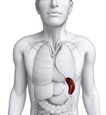 erkek dalak anatomisi