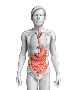Small intestine anatomy of male clipart