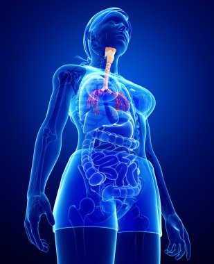 kadın boğaz anatomisi