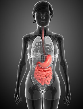 erkek anatomisi ince bağırsak