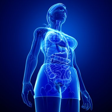 Kadın bedeninin Xray sindirim sistemi