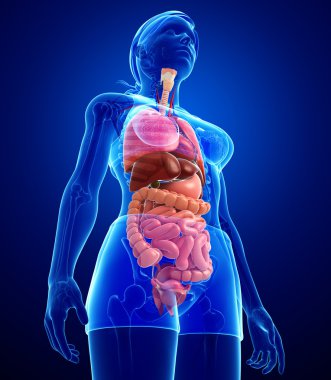 kadın sindirim sistemi resmi