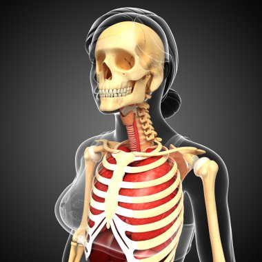 kadın akciğer ve iskelet resimleri