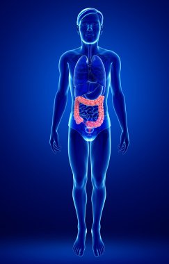kalın bağırsak erkek anatomisi