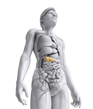 erkek pankreas anatomisi