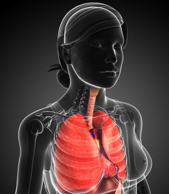 kadın solunum sistemi