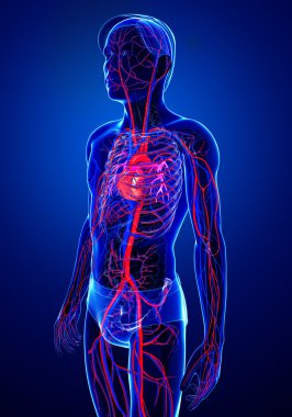 erkek dolaşım sistemi