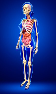 dişi iskeleti ve sindirim sistemi
