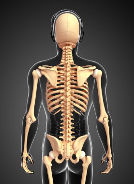 İnsan iskeleti geri görüntülemek