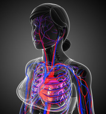  corazón femenino circulatorio