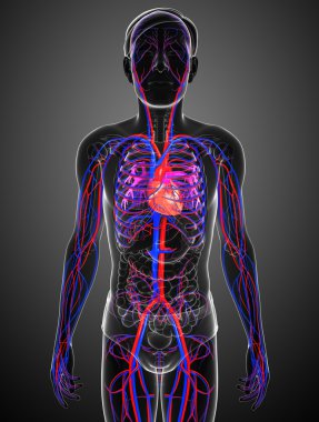 erkek dolaşım sistemi