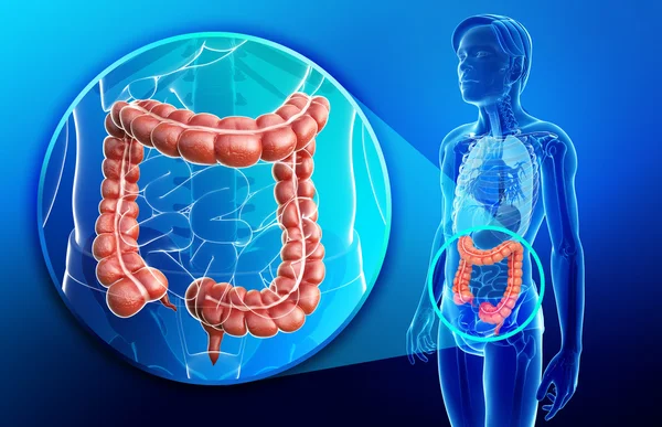 Mannelijke urine-systeem — Stockfoto