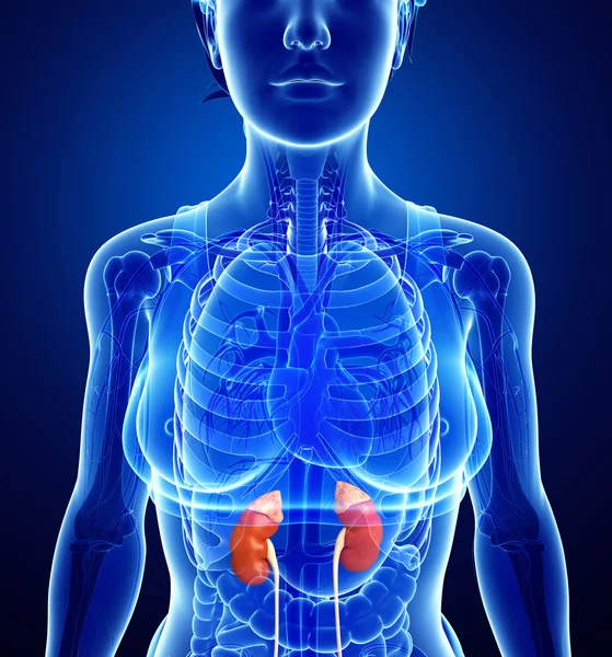 Female kidney artwork — Stock Photo, Image