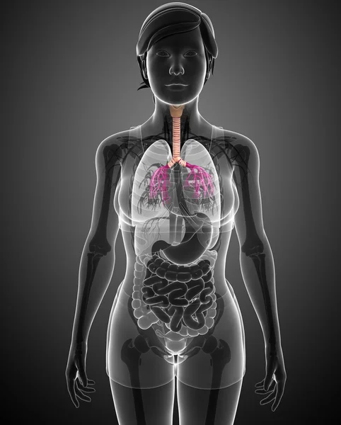 Anatomie ženského krku — Stock fotografie