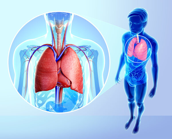 Анатомия легких человека
