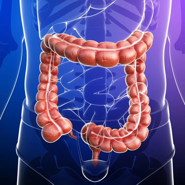 Mannelijke urine-systeem — Stockfoto