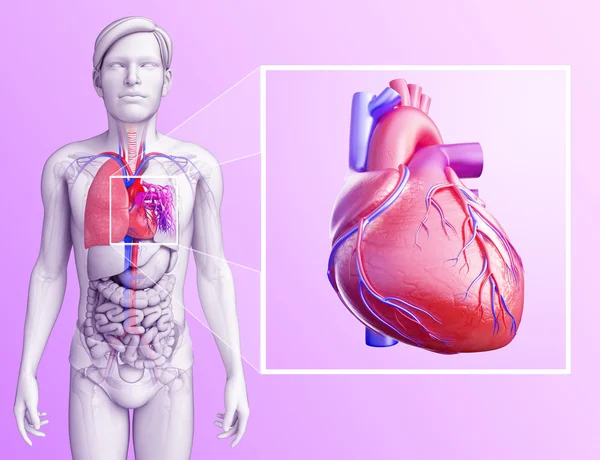 Human lungs anatomy — Stock Photo, Image