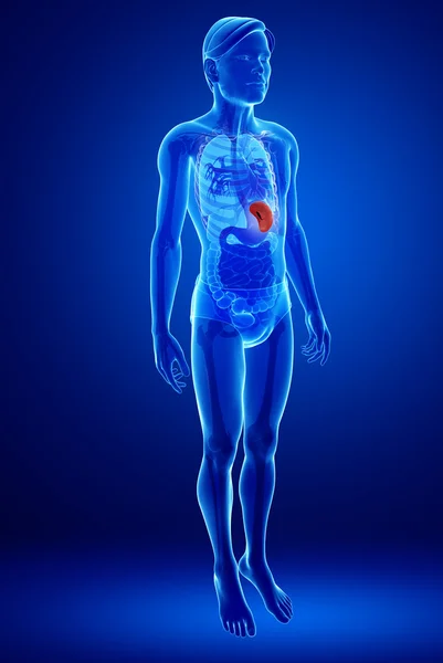 Male spleen anatomy — Stock Photo, Image