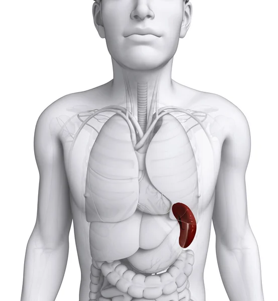 Anatomie der männlichen Milz — Stockfoto