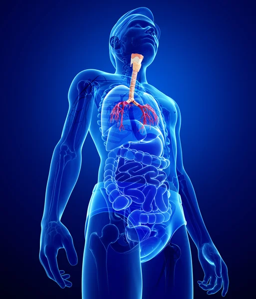 男性の喉の解剖学 — ストック写真