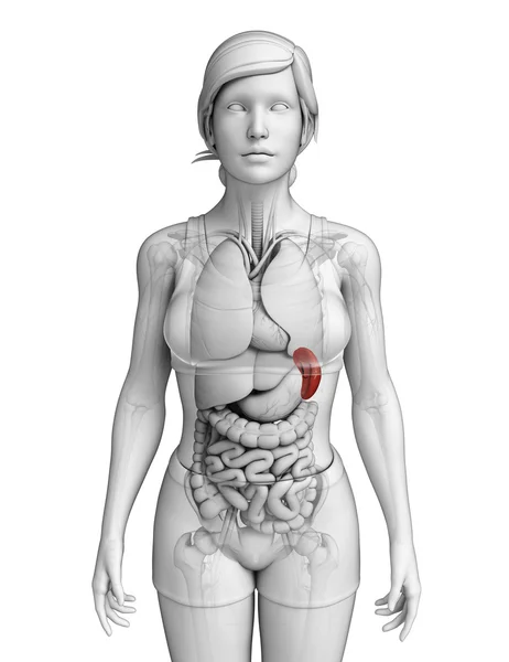 Anatomía del bazo femenino —  Fotos de Stock