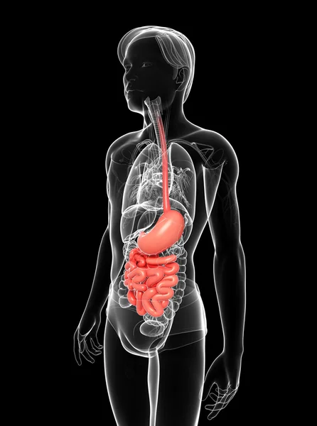 Anatomía del intestino delgado del varón — Foto de Stock
