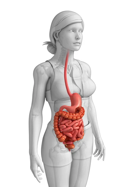 Anatomía del intestino delgado de la mujer —  Fotos de Stock