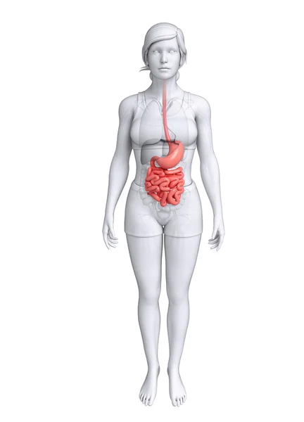 Small intestine anatomy of female — Stock Photo, Image