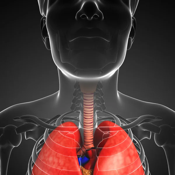 Mężczyzna gardła anatomii — Zdjęcie stockowe