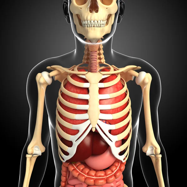 Mannelijke skelet en het spijsverteringssysteem — Stockfoto