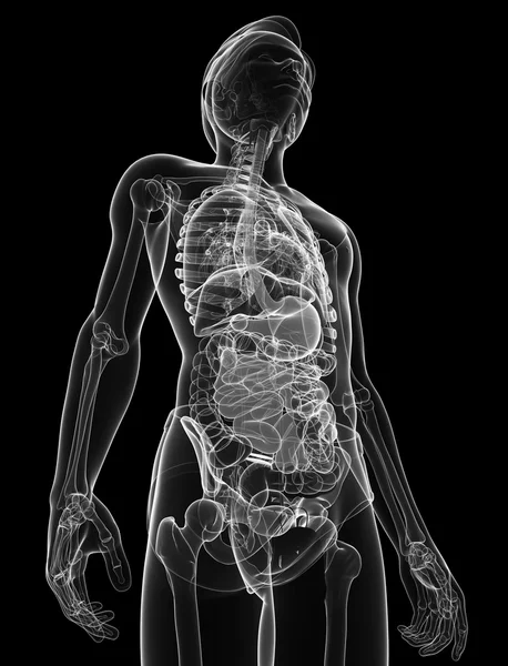 Xray matsmältningssystemet av manliga kroppen konstverk — Stockfoto