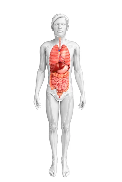 Digestive system of male body — Stock Photo, Image