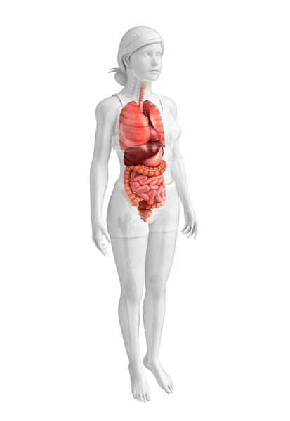 Sistema digestivo del cuerpo femenino — Foto de Stock