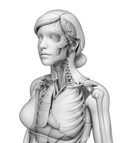 Ανθρώπινο σώμα Αναπνευστικό σύστημα — Φωτογραφία Αρχείου