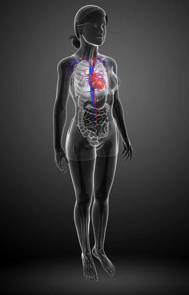 Anatomia del cuore femminile — Foto Stock