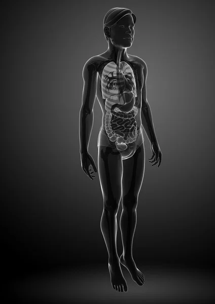 Xray trávicí systém mužského těla kresby — Stock fotografie