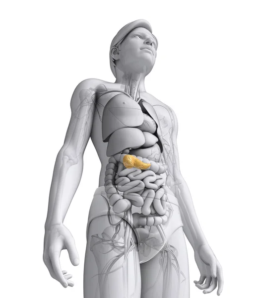 Anatomie mužského slinivky — Stock fotografie