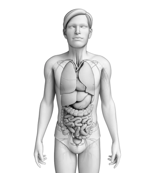Sistema digestivo masculino — Fotografia de Stock